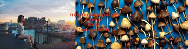 PSILOCYBIN Покачи